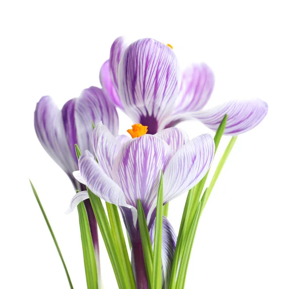 Belles fleurs de crocus de printemps sur fond blanc — Photo