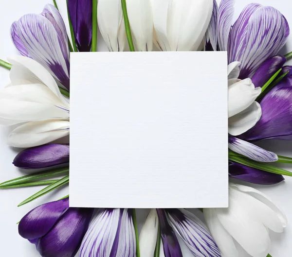 Κρόκος όμορφα ανοιξιάτικα λουλούδια και κάρτα σε άσπρο φόντο, το top view. Χώρο για το κείμενο — Φωτογραφία Αρχείου