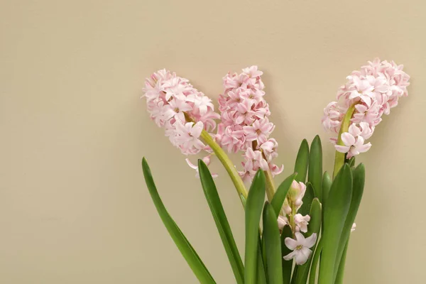 Прекрасні весняні квіти гіацинта на кольоровому фоні. Простір для тексту — стокове фото