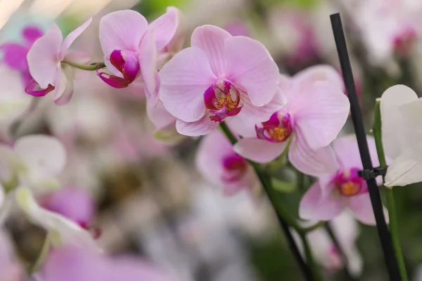 Hermosa orquídea tropical en flor sobre fondo borroso, primer plano. Espacio para texto —  Fotos de Stock