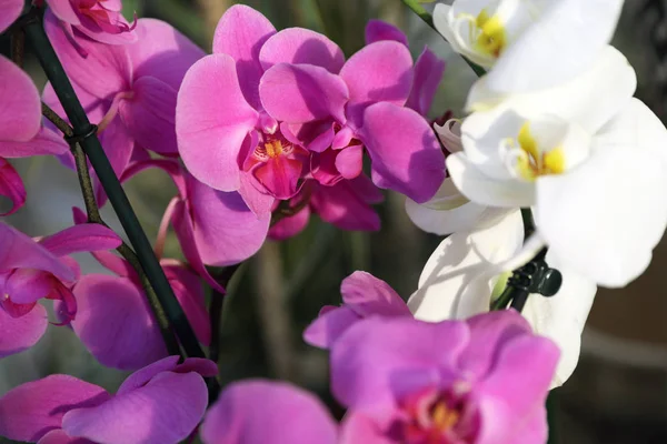 Indah mekar bunga anggrek tropis di toko, closeup — Stok Foto