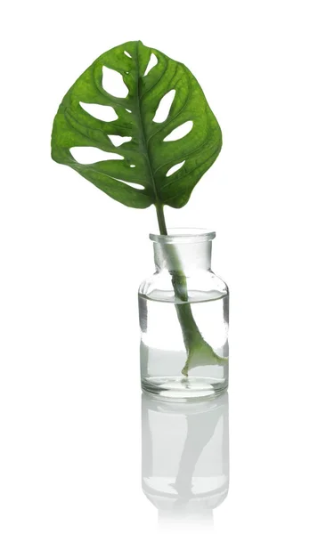 Laboratorium glaswerk met exotische planten geïsoleerd op wit. Organische chemie — Stockfoto