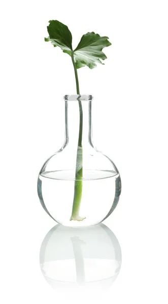 Kolf met exotische planten geïsoleerd op wit. Organische chemie — Stockfoto