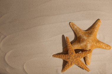 Starfishes sahil kumu, üstten görünüm üzerinde. Metin için yer