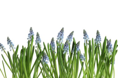 Güzel bahar muscari çiçekleri beyaz arka plan üzerinde