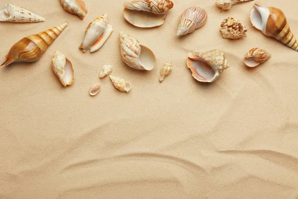 Cáscaras de mar en la arena de la playa, vista superior. Espacio para texto — Foto de Stock