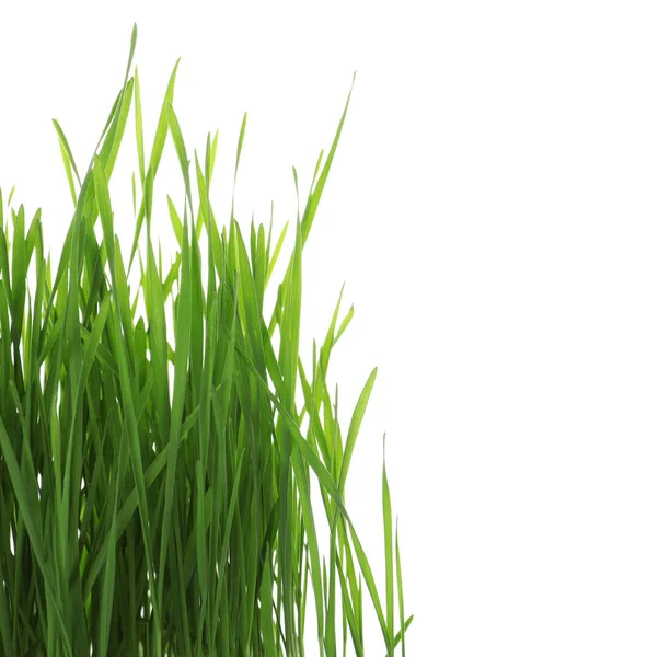 Green organic wheat grass on white background — Stock Photo, Image
