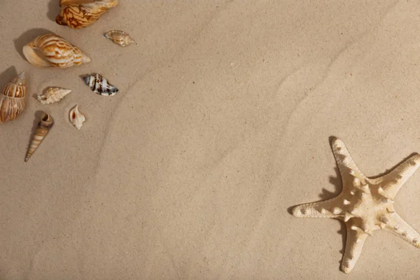Hvězdice a mušle na pláži písek, pohled shora. Prostor pro text — Stock fotografie