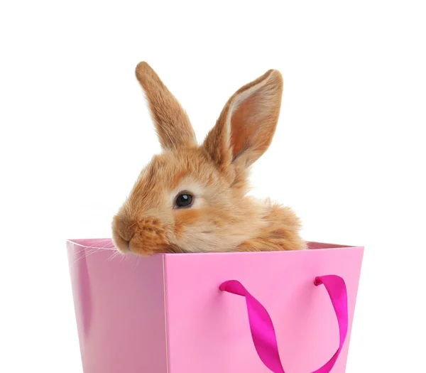 Adorable furry Easter bunny in gift paper bag on white background — Stock Photo, Image