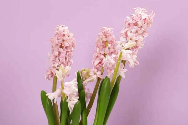 Прекрасні весняні квіти гіацинта на кольоровому фоні — стокове фото