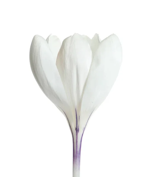 Beyaz arka plan üzerinde güzel bahar Çiğdem çiçek — Stok fotoğraf