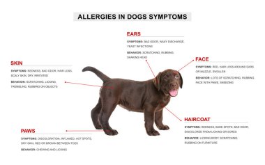 Sevimli köpek ve beyaz arka plan üzerinde alerji belirtilerin listesi