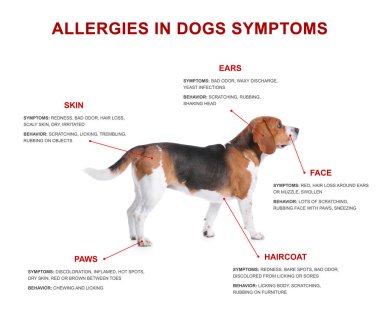 Sevimli köpek ve beyaz arka plan üzerinde alerji belirtilerin listesi