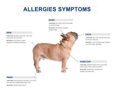 Sevimli köpek ve beyaz arka plan üzerinde alerji belirtilerin listesi