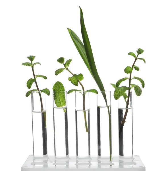 Bastidor con plantas en tubos de ensayo aislados en blanco. Química orgánica — Foto de Stock