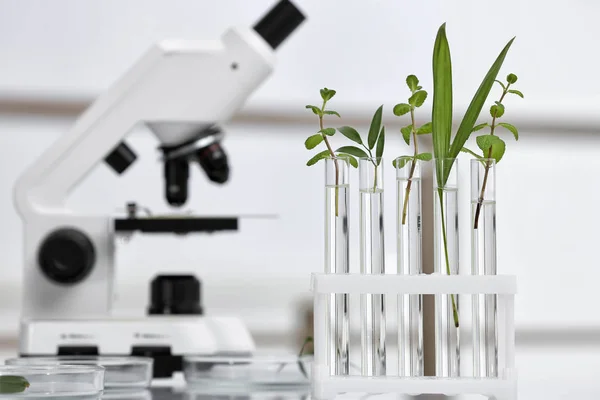 Artículos de vidrio de laboratorio con diferentes plantas en la mesa contra el fondo borroso, espacio para el texto. Investigación química — Foto de Stock