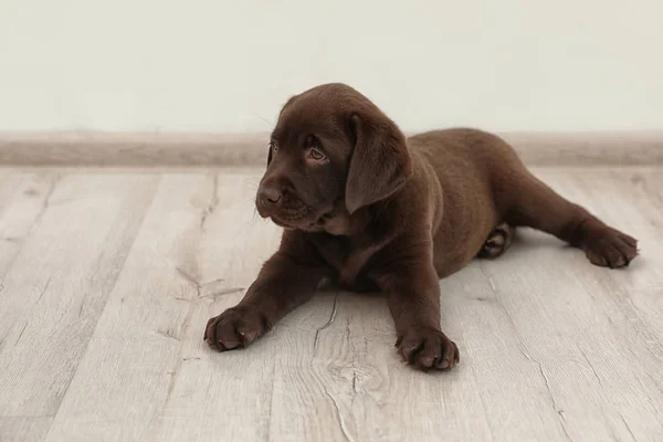 Katta kapalı çikolata Labrador Retriever köpek yavrusu — Stok fotoğraf