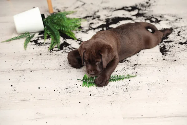 Chocolate Labrador Retriever puppy with overturned houseplant at home — Stock Photo, Image