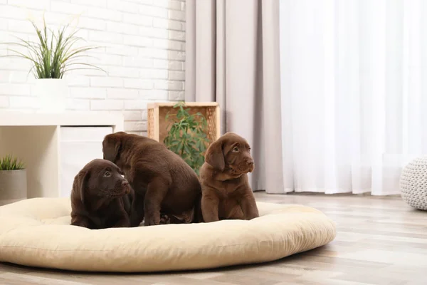 Chocolate Labrador Retriever filhotes no travesseiro do animal de estimação em casa — Fotografia de Stock