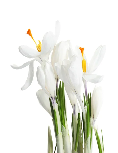 Красивые весенние крокус цветы на белом фоне — стоковое фото
