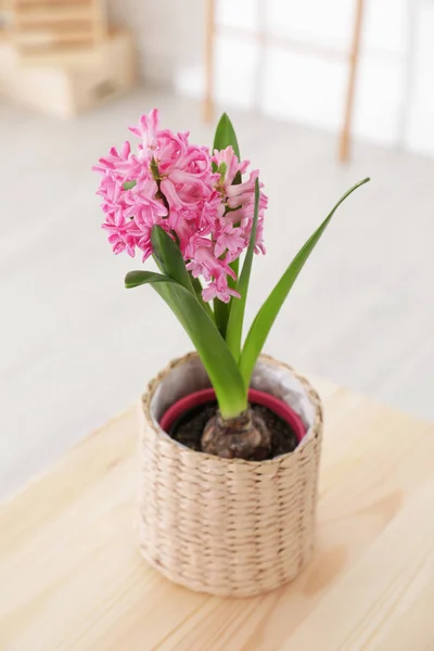 Hermoso jacinto en maceta de mimbre en la mesa de madera en el interior. Flor de primavera — Foto de Stock