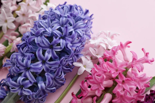 Bellissimi fiori di giacinto primaverili su sfondo a colori, primo piano — Foto Stock