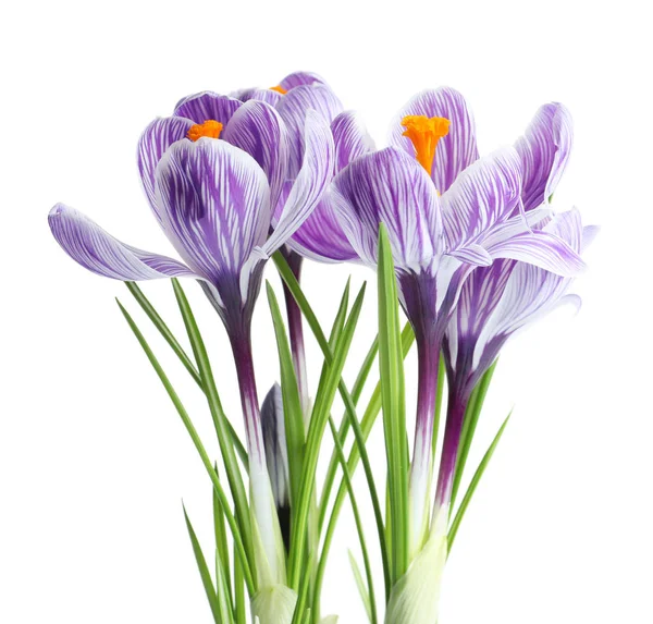 Beautiful spring crocus flowers on white background Royalty Free Stock Photos