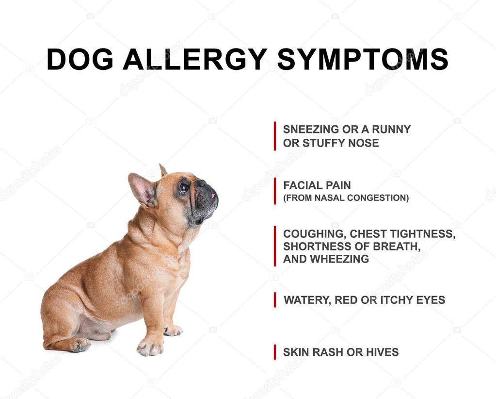 Cute dog and list of allergies symptoms on white background