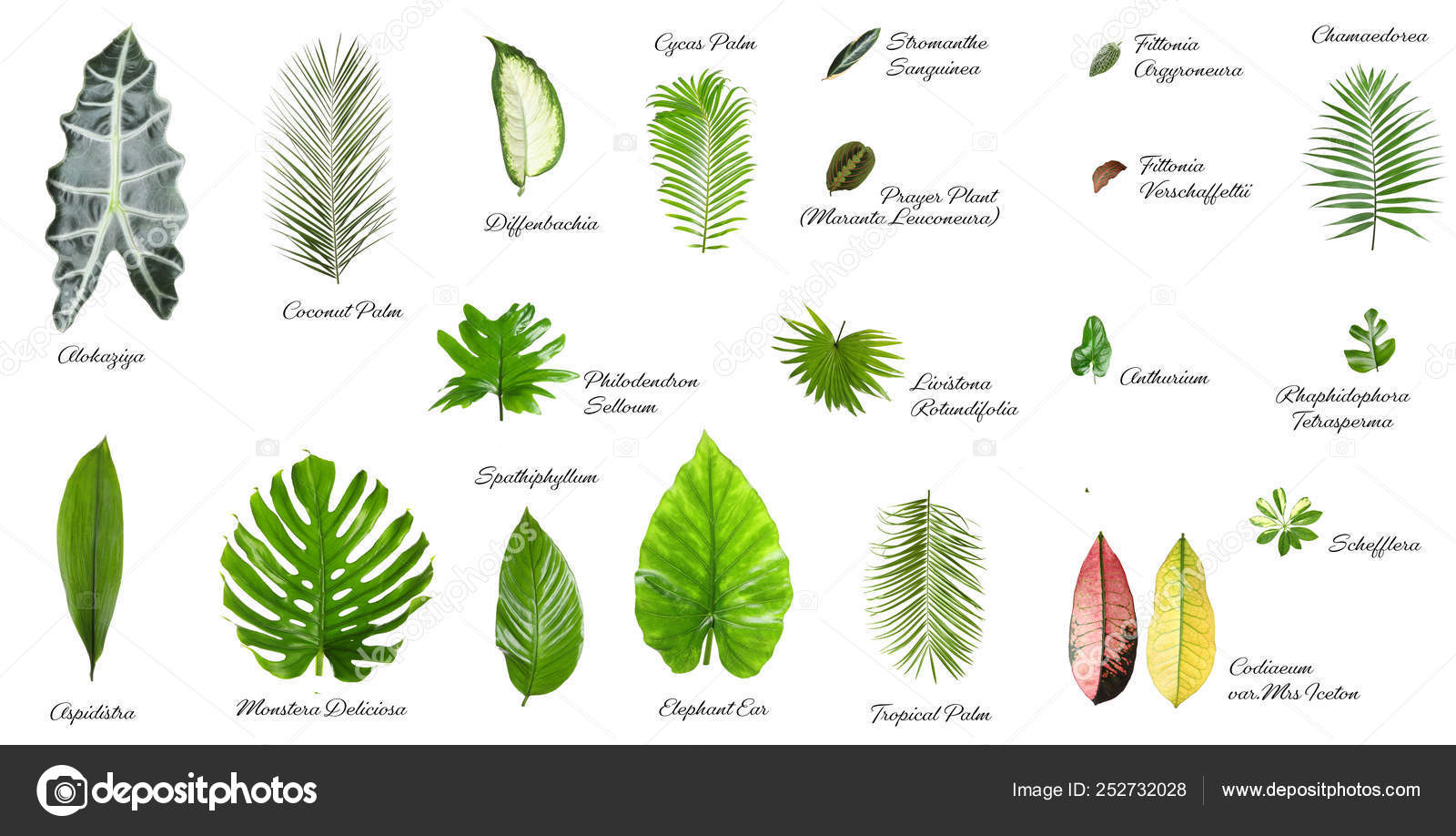 Tropical Leaves Names Tropical Leaves Names