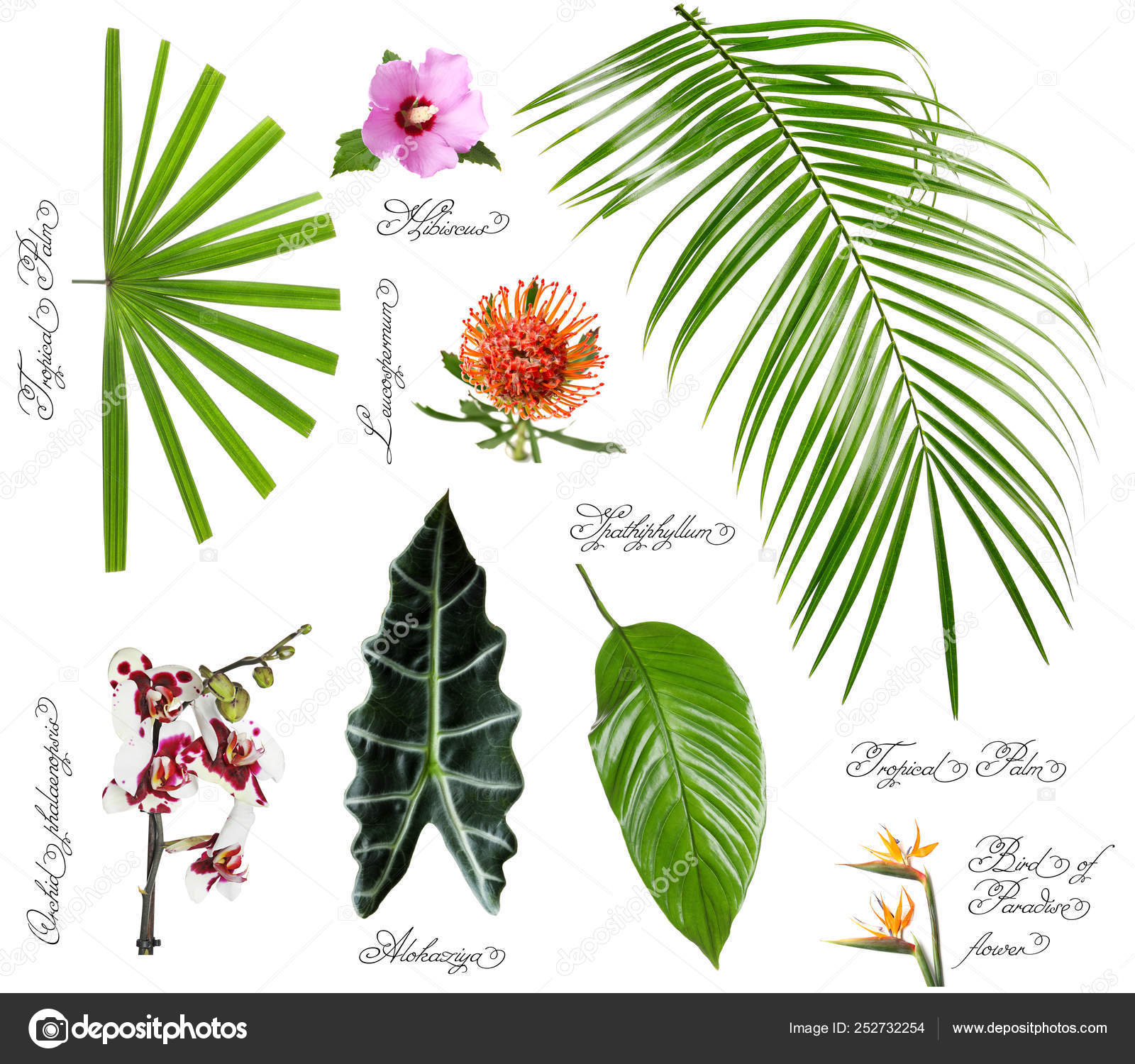 Tropical Leaves Names Tropical Leaves Names