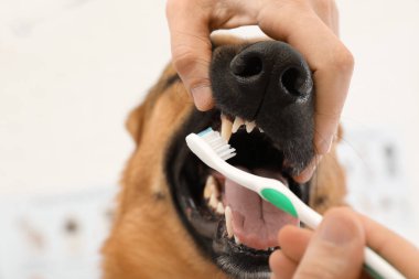Kadın köpeğin dişleri diş fırçası kapalı, closeup ile Temizleme