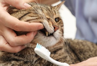 Cats dişler diş fırçası, closeup ile temizlik kadın