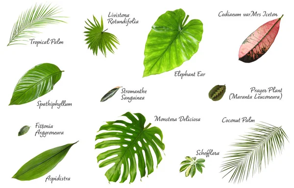 Conjunto de diferentes hojas tropicales sobre fondo blanco — Foto de Stock