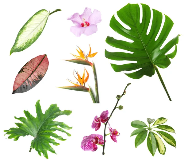 Sada krásných tropických listů a květů na bílém pozadí — Stock fotografie