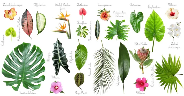 Набор красивых тропических листьев и цветов на белом фоне — стоковое фото