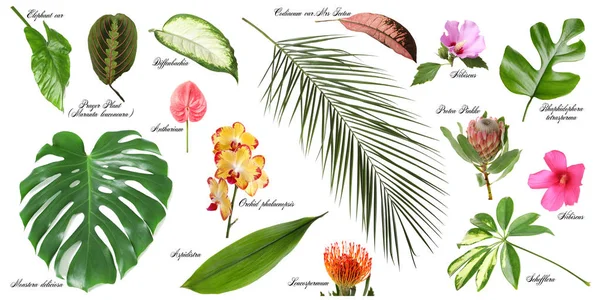 Conjunto de belas folhas tropicais e flores sobre fundo branco — Fotografia de Stock