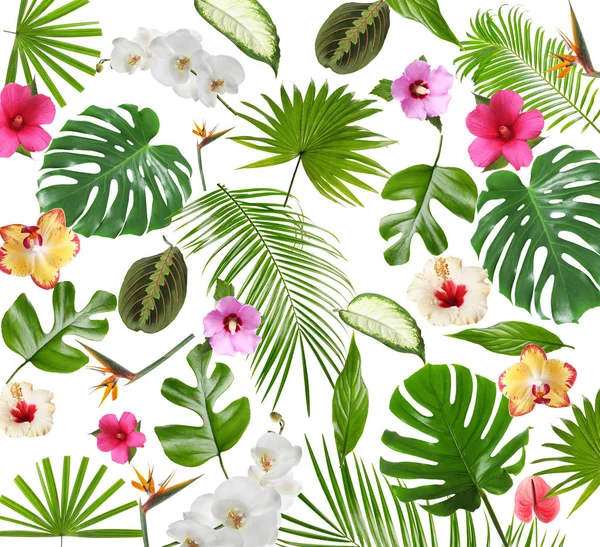 Conjunto de hermosas hojas tropicales y flores sobre fondo blanco —  Fotos de Stock