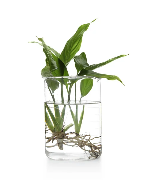 Beaker com plantas exóticas isoladas em branco. Química orgânica — Fotografia de Stock