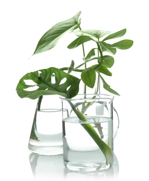 Frascos con plantas exóticas aisladas en blanco. Química orgánica — Foto de Stock