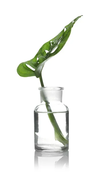 Vetreria da laboratorio con pianta esotica isolata su bianco. Chimica organica — Foto Stock