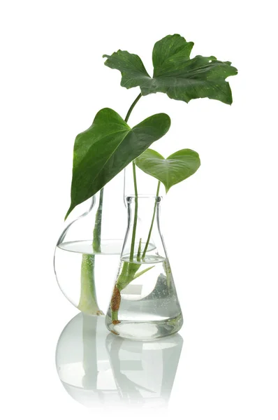 Kolven met exotische planten geïsoleerd op wit. Organische chemie — Stockfoto