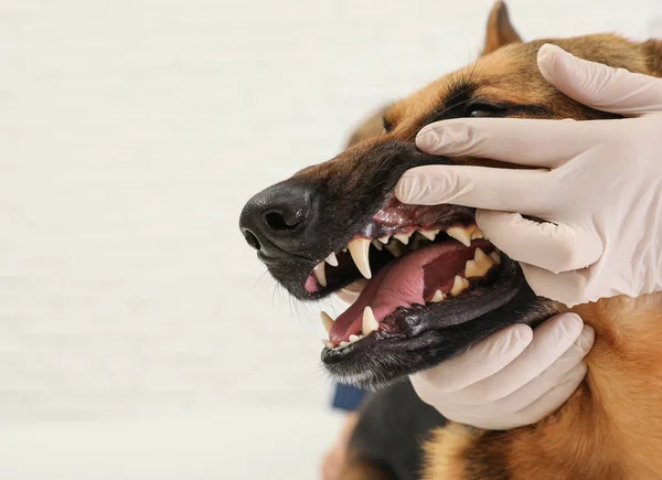 Veterinärmedicinska läkare kontrollera hundens tänder på ljus bakgrund, närbild. Utrymme för text — Stockfoto