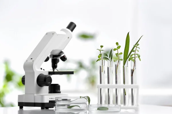 Artículos de vidrio de laboratorio con diferentes plantas y microscopio en la mesa sobre fondo borroso. Investigación química —  Fotos de Stock