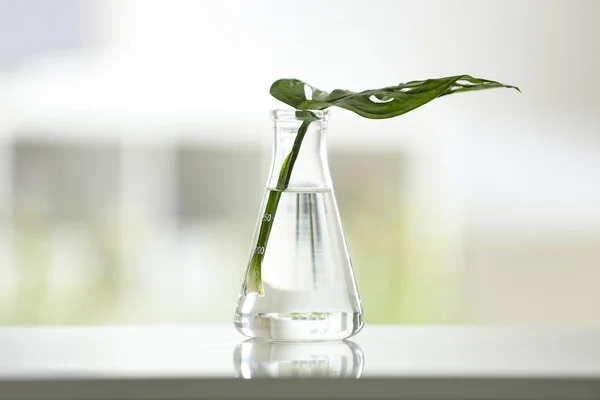 De erlenmeyer met plant op tafel tegen onscherpe achtergrond. Chemie laboratoriumonderzoek — Stockfoto