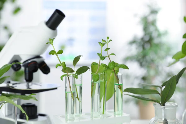 Glazen buizen met planten in rek op onscherpe achtergrond. Biologische chemie — Stockfoto