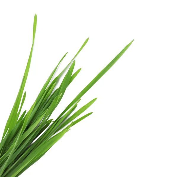 Weizengras auf weißem Hintergrund, Draufsicht — Stockfoto