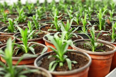 Birçok taze yeşil fidan tencere toprak, closeup ile büyüyen