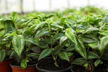 Toprak ve sera, closeup taze fidan ile birçok tencere