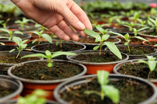 Kvinnan tar hand om plantor i växthuset, närbild — Stockfoto