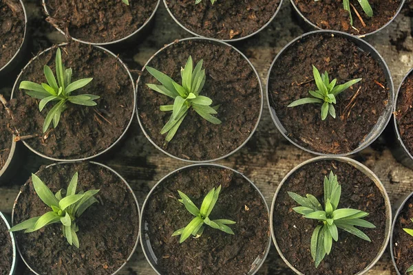 Beaucoup de semis verts frais poussant dans des pots avec de la terre, vue de dessus — Photo
